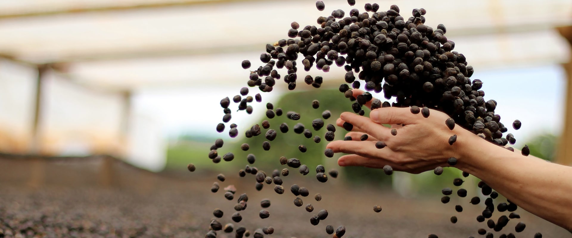 What is sustainable coffee farming?