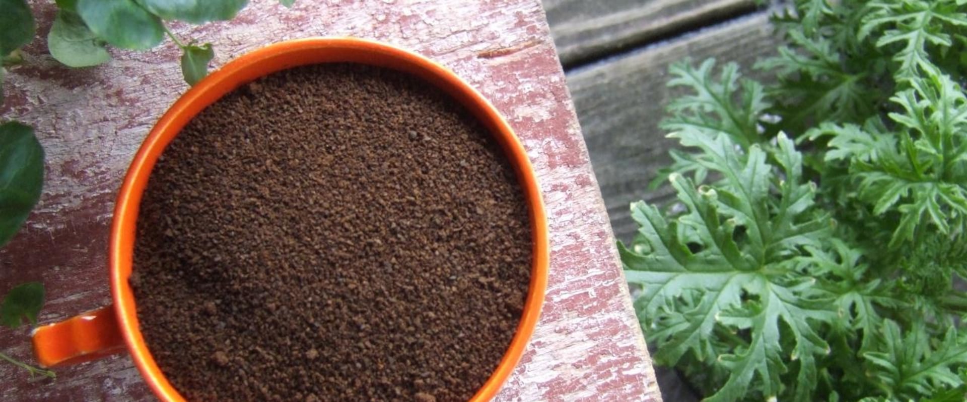 The Benefits and Drawbacks of Using Coffee Grounds as Fertilizer