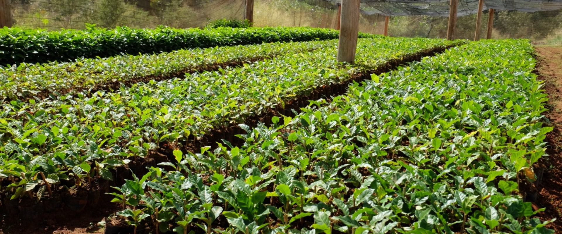 What Climate is Best for Growing Coffee?
