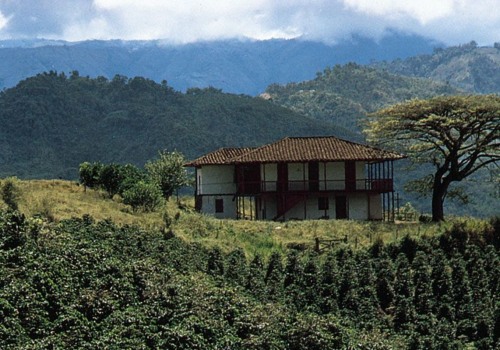 Growing Coffee: What Kind of Land Do You Need?
